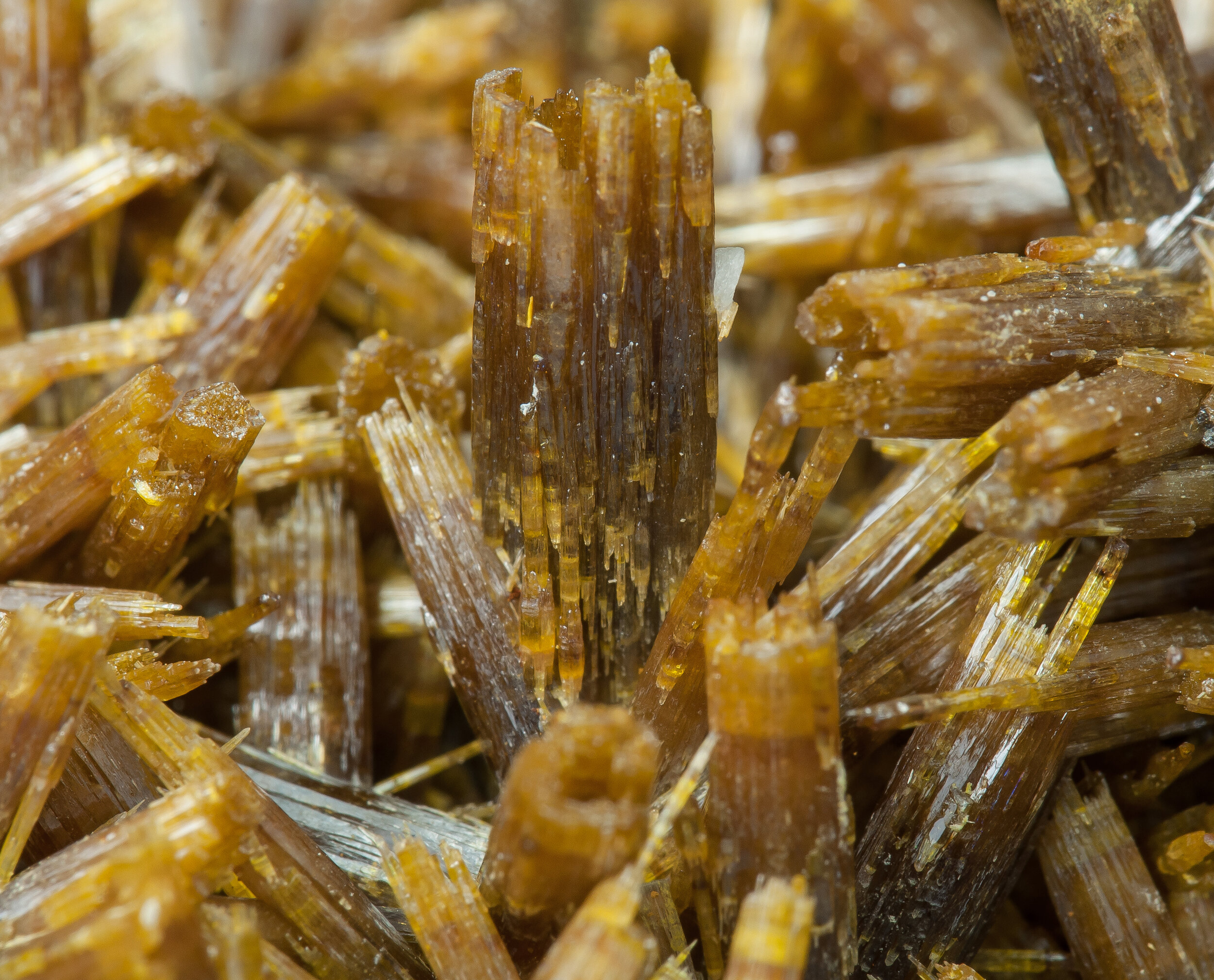 specimens/s_fastAP3/XM2230EJA-detail.jpg