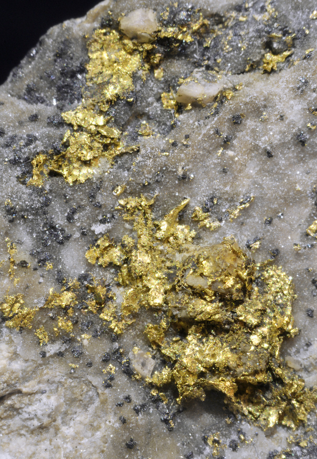 specimens/s_imagesAL4/Gold-EE48AL4d.jpg