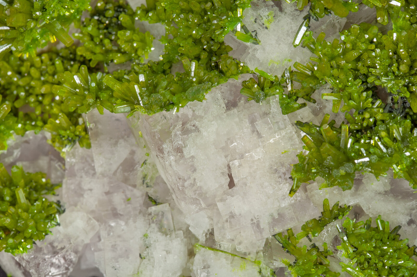 specimens/s_imagesAN9/Pyromorphite-EFG56AN9d2.jpg