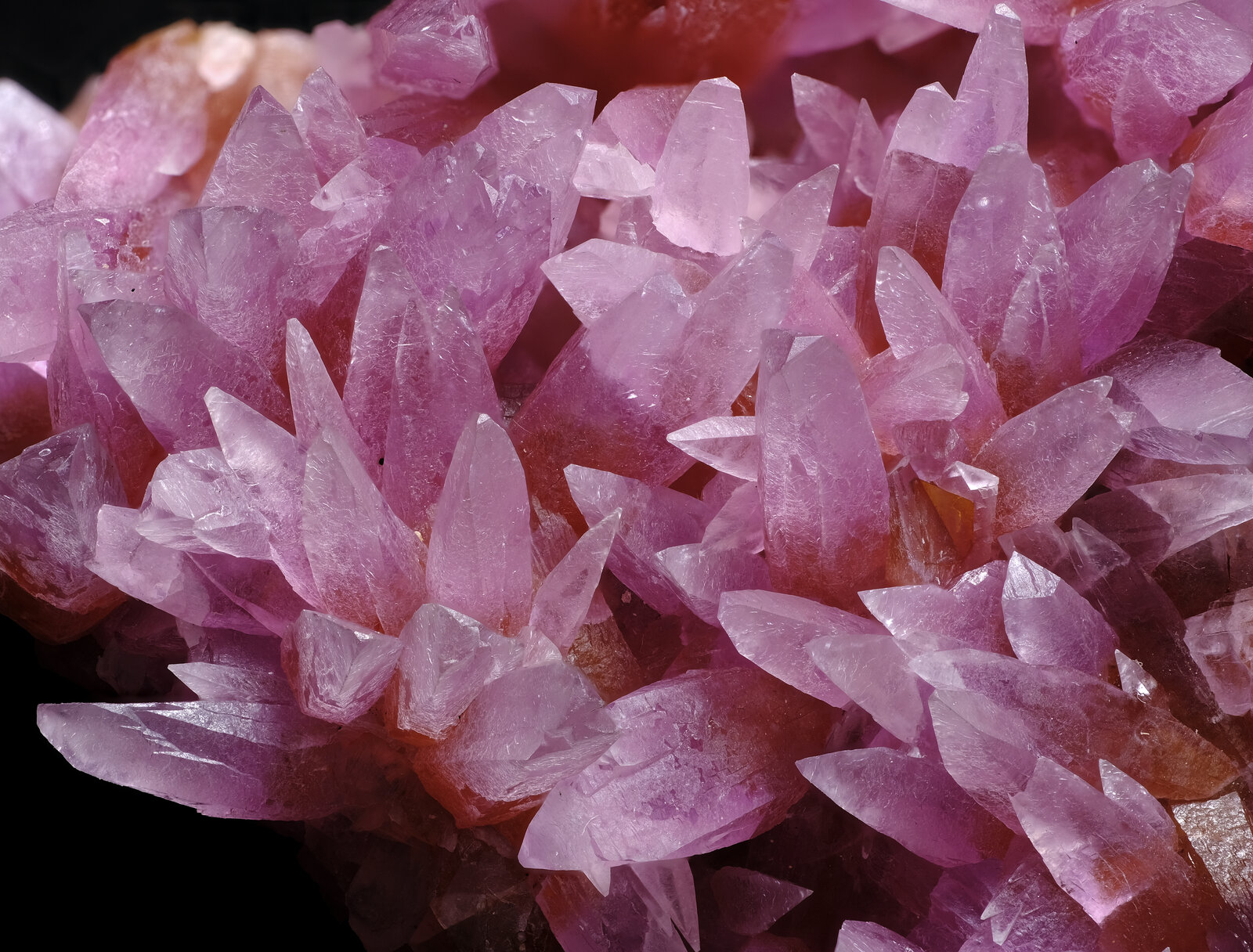 specimens/s_imagesAO5/Calcite_Cobaltoan-JFD133AO5_1636_d.jpg