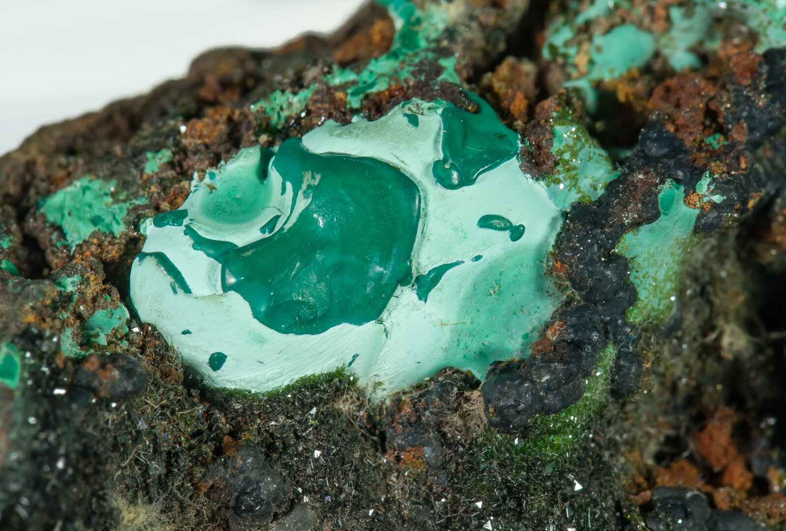 specimens/s_imagesAP9/SV280TFX-detail.jpg